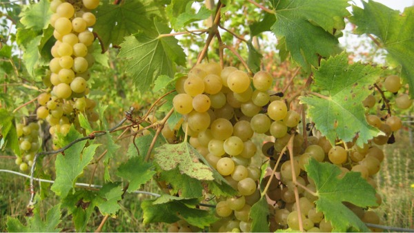 malvasia-bianca-di-candia-aromatica