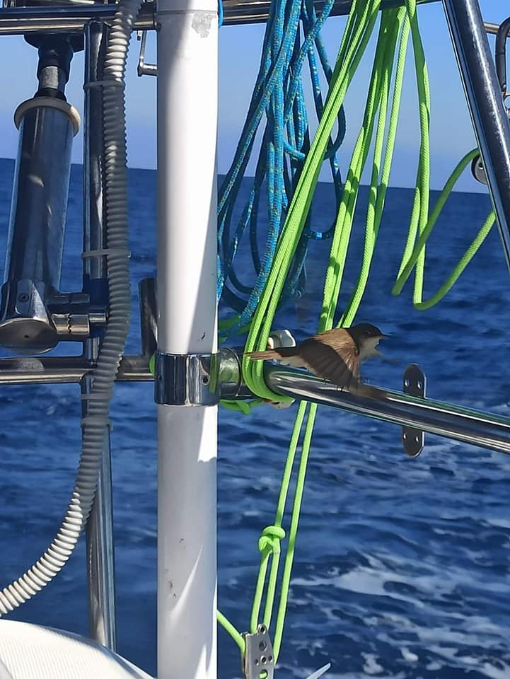 Uccellino